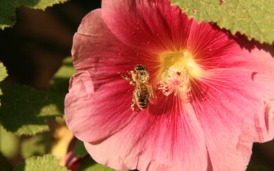 Wie kann ich die Biene im Frühling beim Nektar- und Pollensammeln unterstützen?
