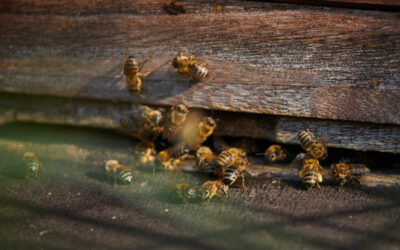 Was ist das Bienenjahr, und was passiert in den einzelnen Jahreszeiten?