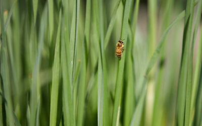 Auswirkungen des Klimawandels auf die Honigbiene