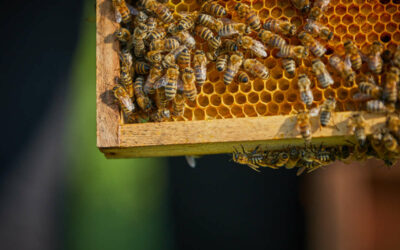 Die Aufgaben der Bienenkönigin