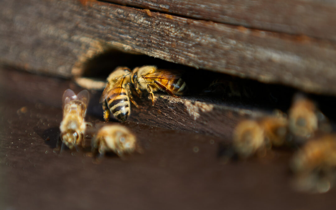 Die Kommunikation der Bienen – Tanzen zur Verständigung